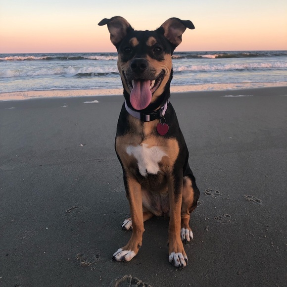 Meet your Posher, Addie - Picture 4 of 4